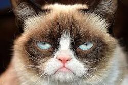 Grumpy Cat Cats Wiki Fandom
