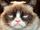 Grumpy Cat