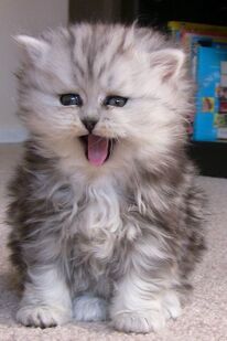 Yawn Persian Kitten