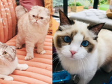 Taylor Swift's Cats