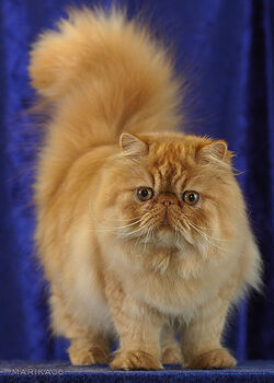 flat faced persian