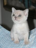 Platinum American Burmese female kitten