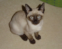 tonkinese