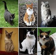 250px-Collage of Six Cats-02-1-