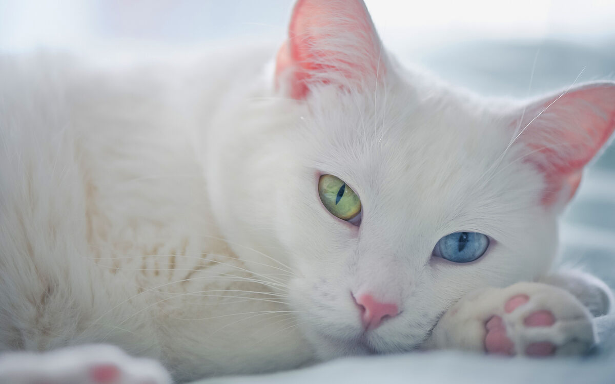 cute white and grey kittens with blue eyes