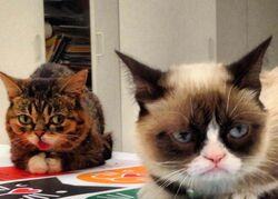 Grumpy Cat Cats Wiki Fandom