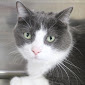 Grey and White Domestic Shorthaired cat