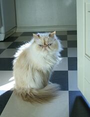 Himalayan Persian