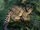 Marbled Cat