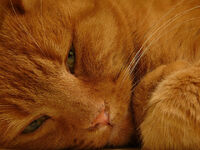 Red fluffy cat close up