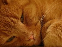 Red fluffy cat close up.jpg (161 KB)
