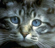 Jayfeather cat 01
