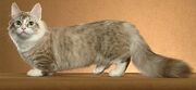 Munchkin-cat4