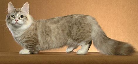 Munchkin cat - Wikipedia