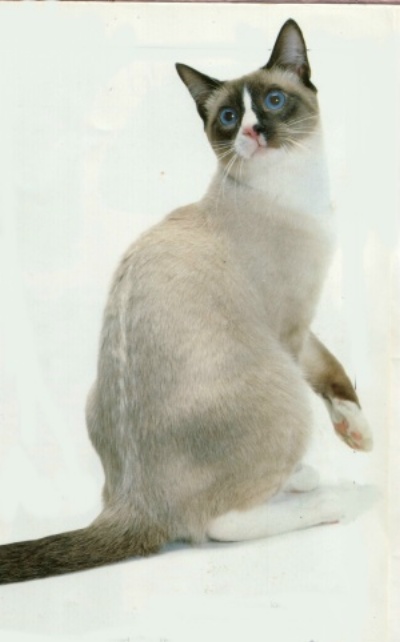 lynx point snowshoe siamese cats