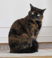 6-year old tortoise shell cat