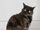 Tortoiseshell Calico Cat