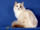 Torbie Point