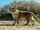 Sand Cat