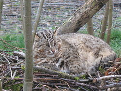 Leopard Cat