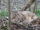 Leopard Cat