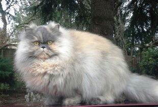 Orange Gray Persian Cat