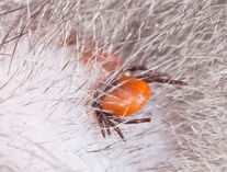 Tick Feeding on a Cat