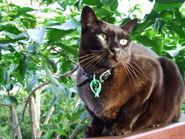 Ricky-chocolate Burmese (Australian) 5 years old