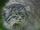 Pallas Cat