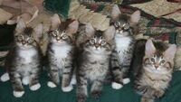 Mainecoonkittens