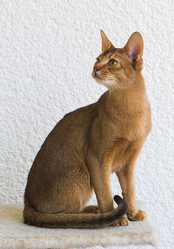 Cat communication - Wikipedia