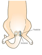 Cat neutering