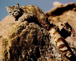 Andean Mountain Cat.jpg