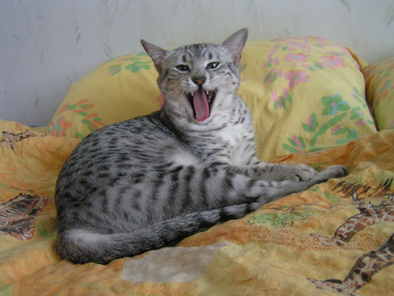 What Cat Breeds Have Spotted Tongue: Surprising Feline Facts Revealed