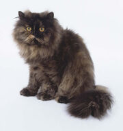 Tortoiseshell Persian Cat