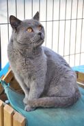 CuteChartreux