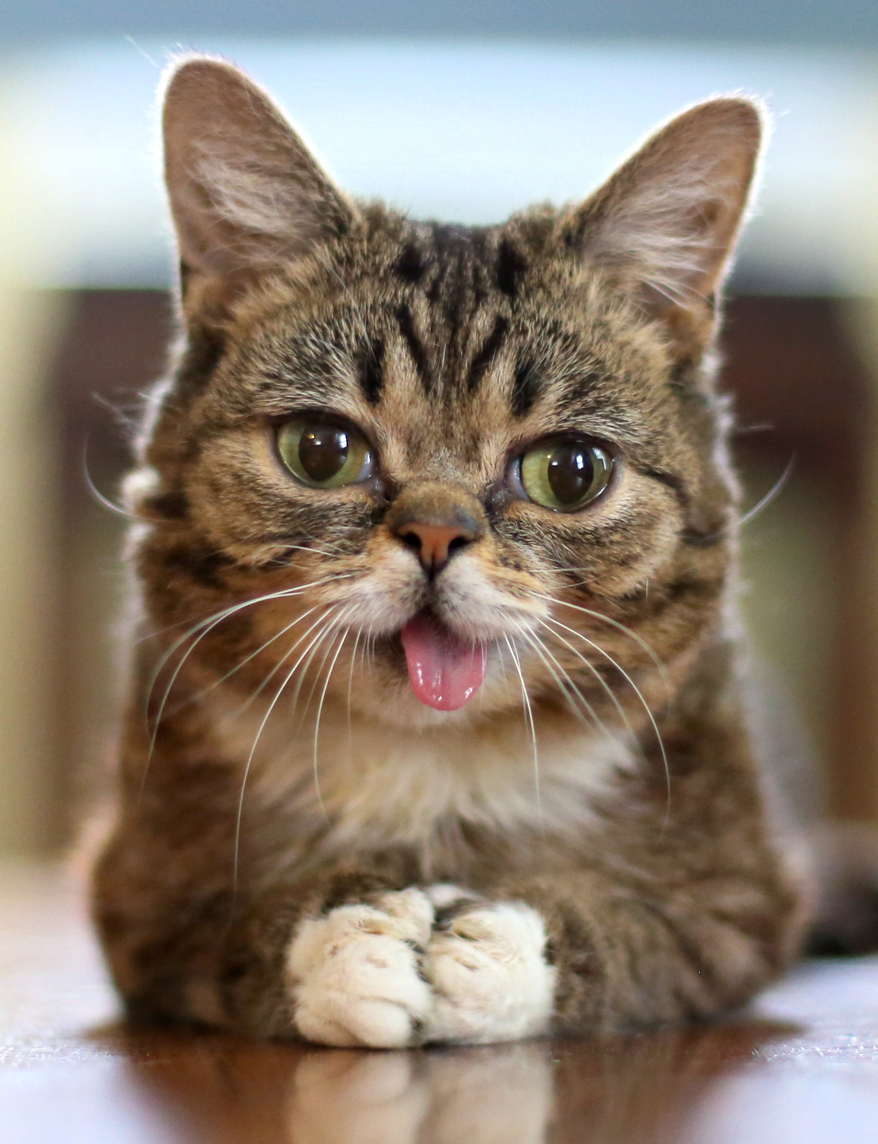 Grumpy Cat - Wikipedia