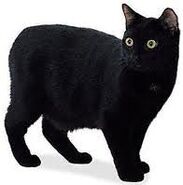 Render - Black Cat