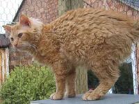 A red tabby