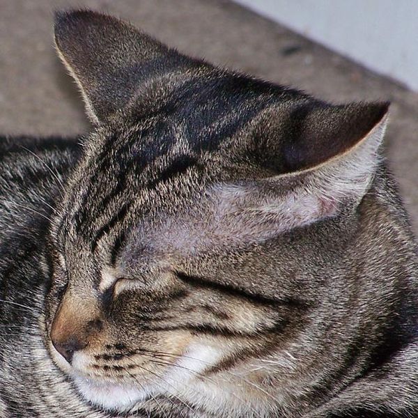 ticked tabby with residual markings