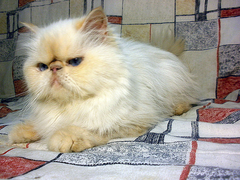 Himalayan Cats Wiki Fandom