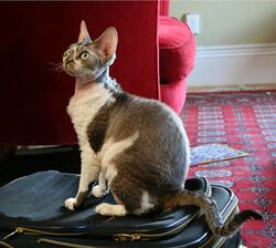 Devon Rex Izzy