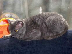 Rex mutation
