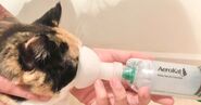 Inhaler placed over the mouth of an asthmatic cat