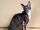 Cornish Rex