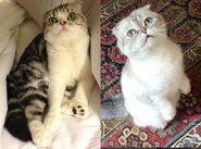 Scottish folds - Meredith and Olivia