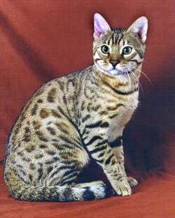 Bengal Cats Wiki Fandom