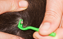 Tick removal