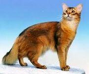 Cat red somali