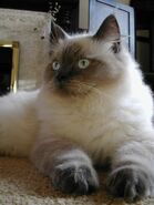 A blue pointed Ragdoll with darkened extremities.